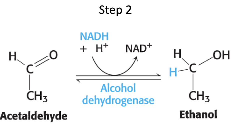 <p><strong>alcohol dehydrogenase</strong></p>