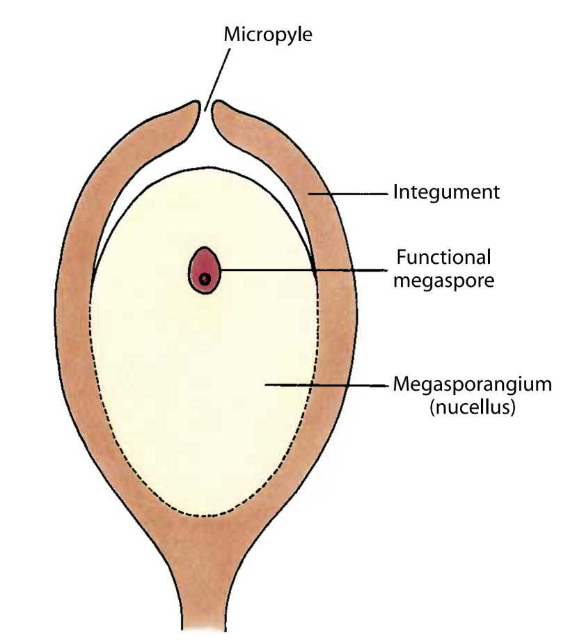 <ol><li><p>Retention of megaspores within a megasporangium, which is fleshy and called the nucellus in seed plants (Megasporanguim no longer releases the spores)</p></li><li><p>Reduction in the number of megaspores mother cells in each Megasporanguim to one</p></li><li><p>Survival of only one of the 4 gametophyte megaspores produced by the mother cells in each, leaving a megaspore in the megasporangium</p></li><li><p>Formation of a female gamtophyte inside a single functional megaspore- female no longer free living and is retained in the Megasporanguim</p></li><li><p>Development of the embryo(young sporophyte) within the female gamtophyte retained in the megasporangium</p></li><li><p>Formation of a integumentary that completely envelops the megasporangium, expect for the opening called the micropyle</p></li><li><p>Modification of the apex of the megasporangium to receive mircospores or pollen grains</p></li></ol><p></p>