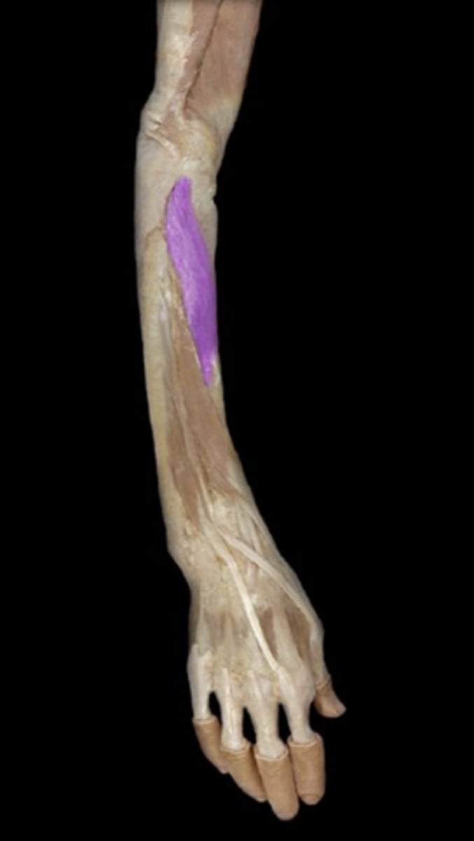 <p>action: supinates the forearm.</p>