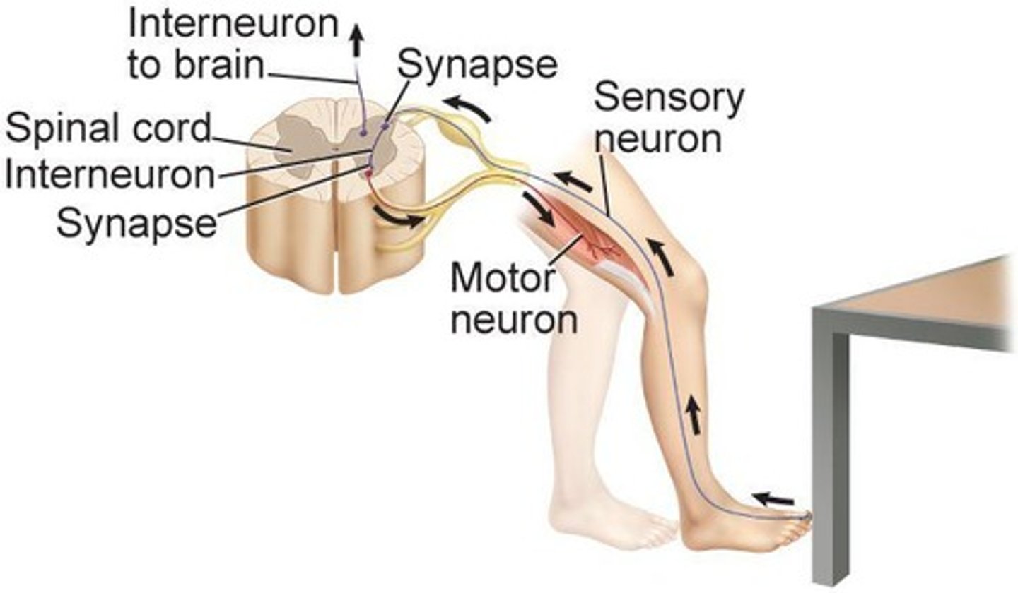 <p>Pathway of a nerve impulse involving sensory, interneuron, and motor neurons.</p>