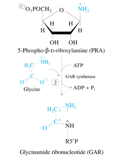 <p>PRA + <span style="color: rgb(250, 110, 255)">ATP</span></p><p><span style="color: rgb(122, 198, 255)">—GAR Synthase→</span></p><p>GAR + ADP + P<sub>i</sub></p>