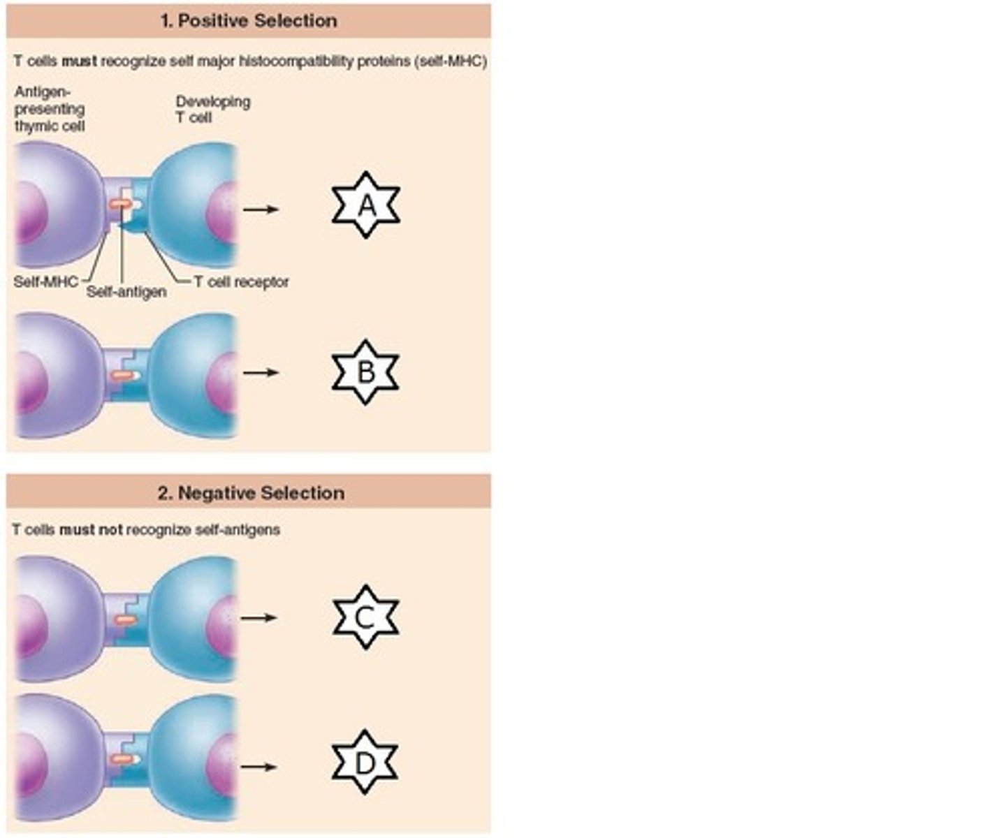 <p>T cells that bind strongly to self antigens are either silenced or deleted</p>