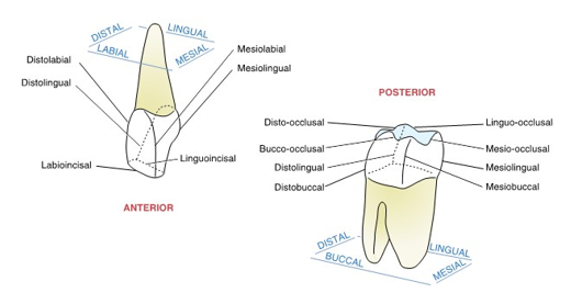 <p>is formed by the lines created at the junction of two crown surfaces and the name is derived by combining the names of the two surfaces</p>