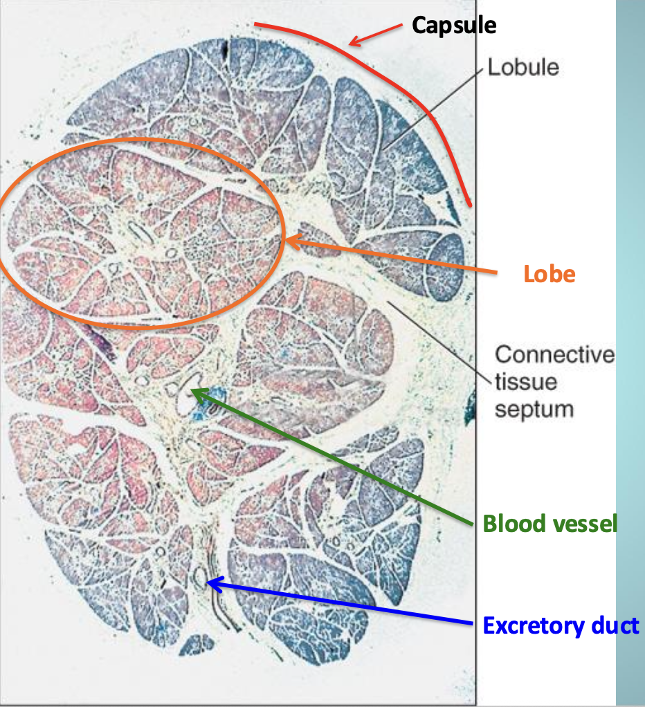 <p>Describe the salivary gland structure</p>