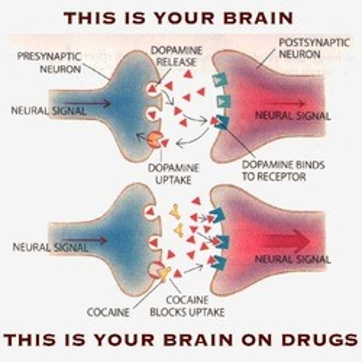 <p>True. Psychoactive drugs have the ability to alter our consciousness, perceptions, increase our mood, calm us down, and make us feel more alert.</p>
