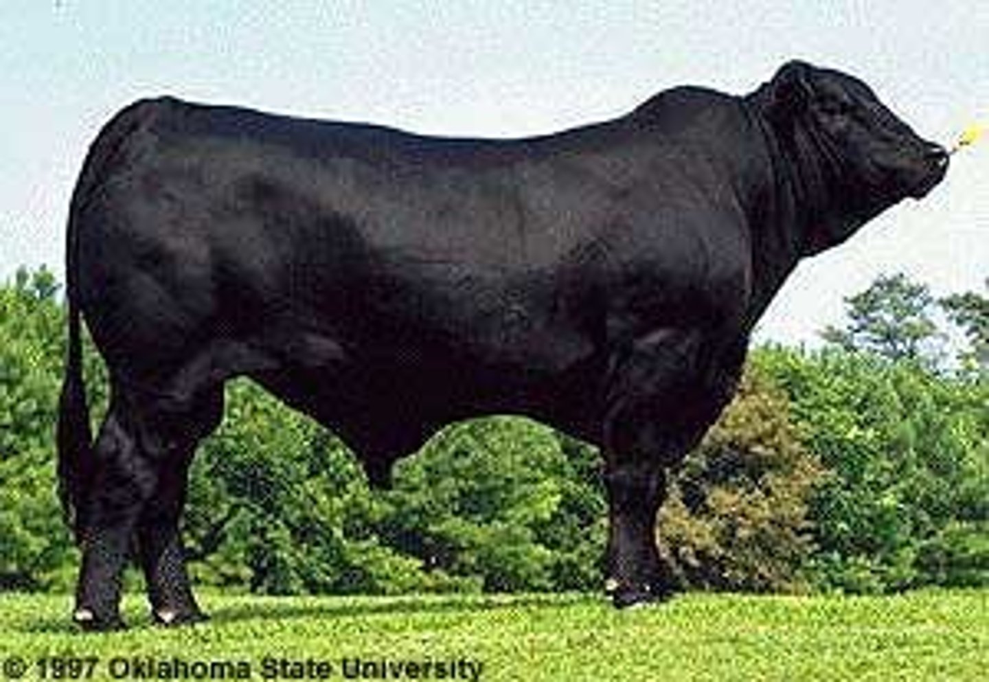 <p>~Developed in the United States<br>~5/8 Angus and 3/8 Brahman, black and naturally polled</p>