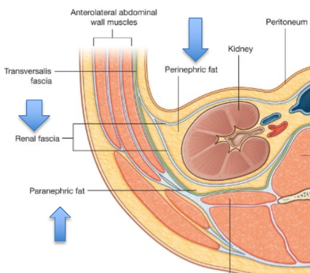 <ol><li><p>renal fascia = superficial layer that anchors kidneys to ABD wall</p></li></ol><ol start="2"><li><p>adipose capsule <span style="background-color: transparent;"><span>= provides protection </span></span></p></li><li><p>renal capsule = covers kidney surface to maintain shape</p></li></ol><p></p>