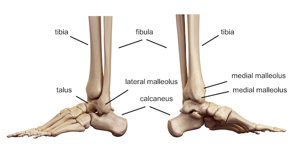 <p>rounded process. ex lateral malleolus fibula</p>