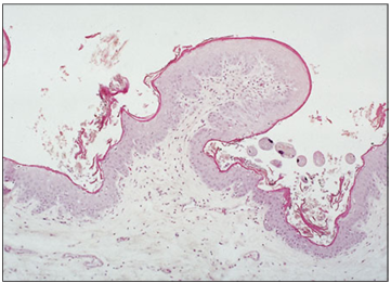 <p>Identify the structure:</p><p>Specie:</p><p>Stain used:</p>