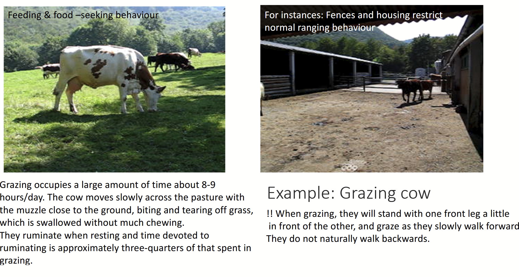 <p><strong><u>All forms restrict normal behaviour to some extent.</u></strong></p><p>Example: grazing cow → <strong>feeding and food-seeking behaviours.</strong></p><ul><li><p>Grazing occupies a large amount of time (~8-9 hours per day); cow moves slowly across pasture with muzzle close to ground, biting and tearing off grass, swallow without much chewing.</p></li><li><p>Ruminating when resting, time dedicated to ruminating is ~3/4 of that spent in grazing.</p></li><li><p>When grazing, will constantly move forward as they do not naturally move backwards.</p></li><li><p><strong>Fences and housing restrict normal ranging behaviour.</strong></p></li></ul><p></p>