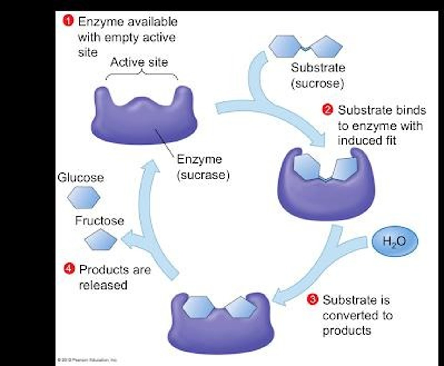 <p>Most biological reactions would not occur at a significant rate without enzymes.</p>