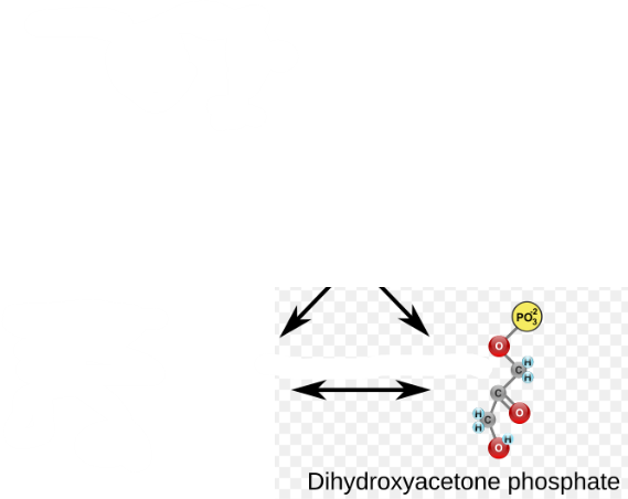 <p>(5) DHAP → Enzyme? Products?</p>