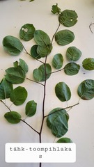 Amelanchier spicata