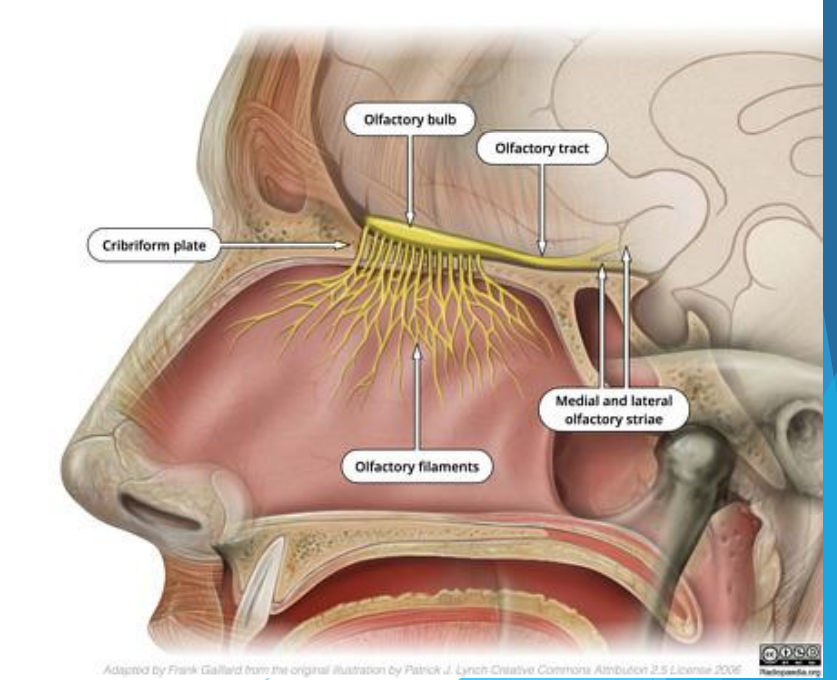 <p>Axons begin at <u>frontal cortex</u> and <u>lateral olfactory striae</u></p><p>They extend through the cribriform plate (Ethmoid) into the olfactory bulb</p>