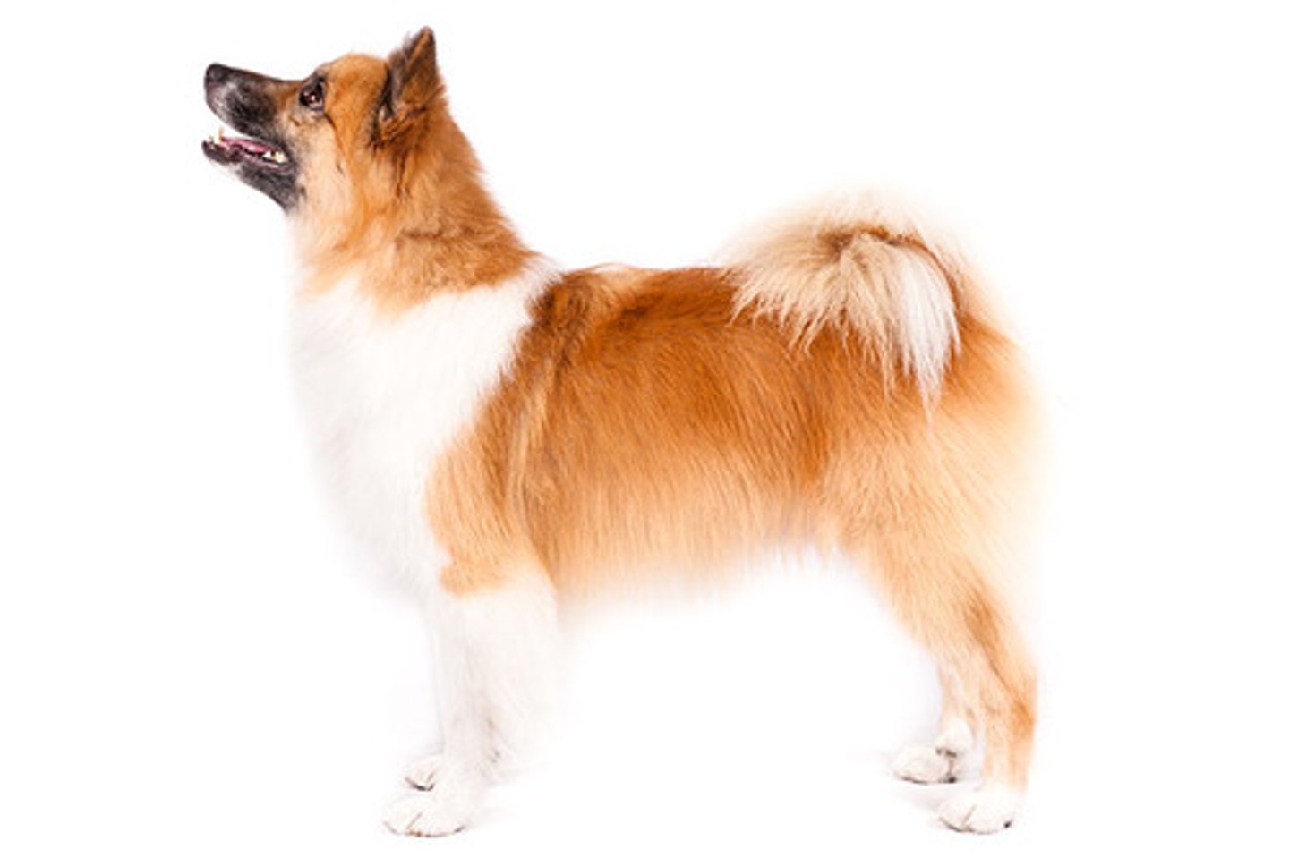 <p>Friendly, Playful, Inquisitive</p><p>AKC Breed Popularity: Ranks 153 of 194</p><p>Height: 18 inches (male), 16.5 inches (female)</p><p>Weight: 30 pounds (male), 25 pounds (female)</p><p>Life Expectancy: 12-14 years</p><p>Group: Herding Group</p>