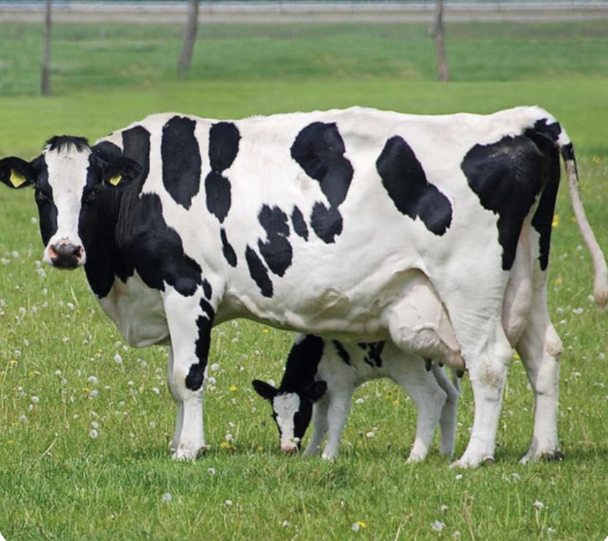 <p>-introduced 1850s</p><p>-make up 75% of dairy cows</p><p>-main dairy cows, used for V</p><p>-most numerous and popular breed </p><p>-black, red, white</p><p>-horned</p><p>-large breed </p><p>-lower milk components</p>