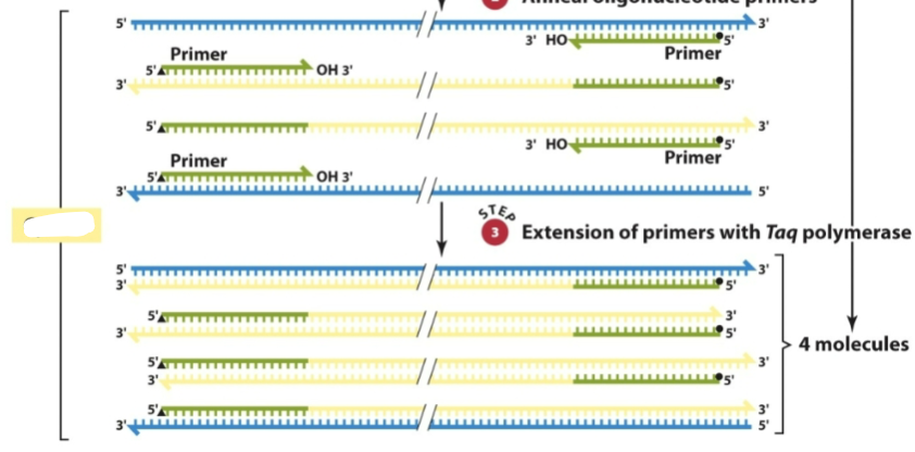 <p>What is this a diagram of</p>