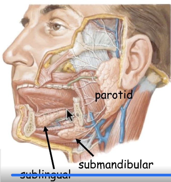 <p>submandibular duct</p>