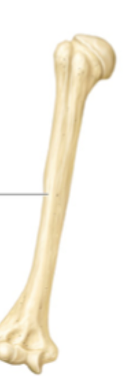 <ul><li><p>length greater than width</p><ul><li><p>ex humerus</p></li></ul></li></ul><p></p>