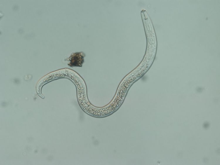 <p>Nematodes</p>