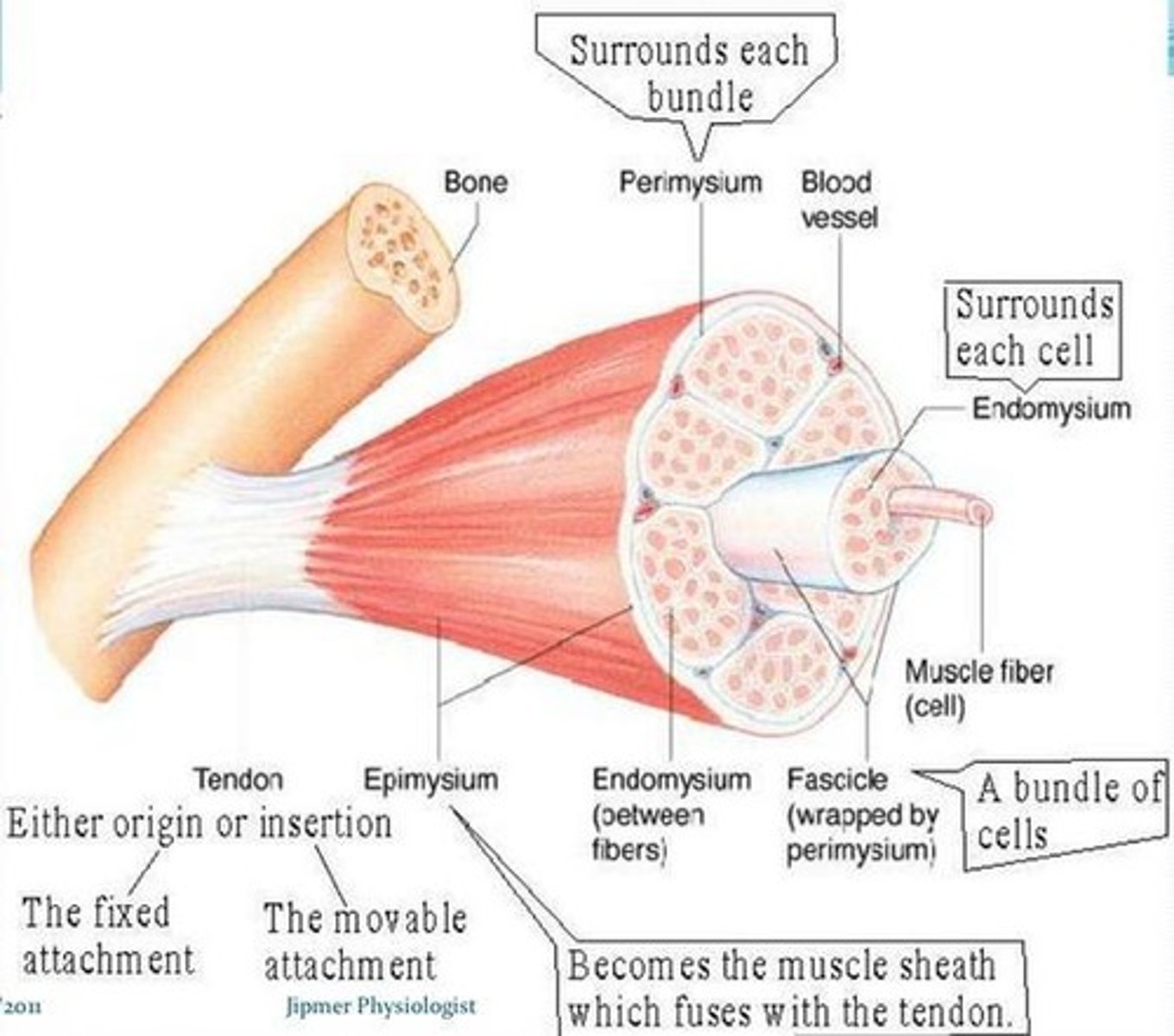 <p>Locomotion, maintenance of posture, respiration, communication, constriction of organs and vessels, and thermogenesis.</p>