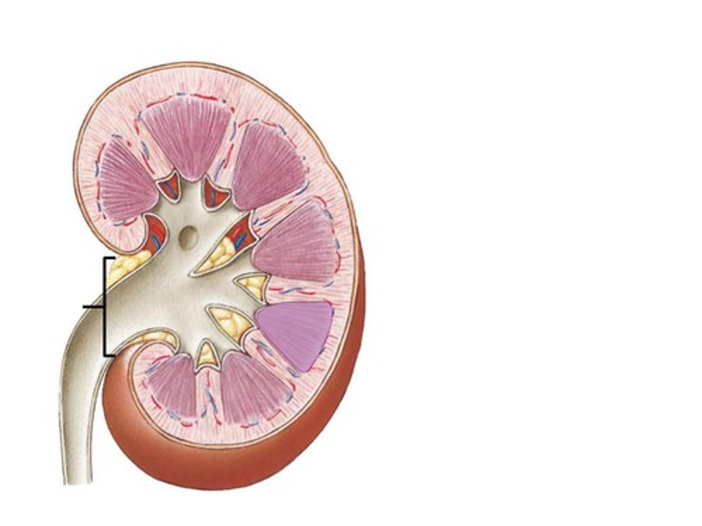 <p>opening into kidney</p>