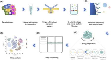 <p><span><span>•Often studying the transcriptome of a single cell</span></span></p><p><span><span>•Used for studying diseases and stuff</span></span></p><p><span><span>•Really interesting</span></span></p><p><span><span>•Not really relevant to microbes</span></span></p><p></p>
