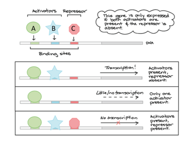 TFs need to bind in a specific combination to turn on/off gene expression
- use of multiple TFs to regulate a gene means that different sources of info can be integrated into a single outcome