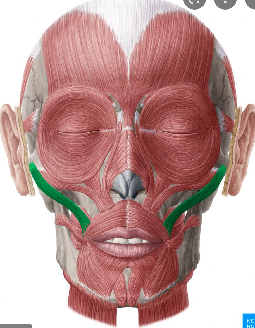 <p>origin : zygomatic bone insertion : skin and muscle of upper lip</p>