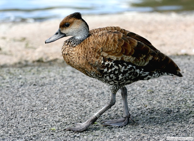 <p>West Indian Whistling-Duck</p>
