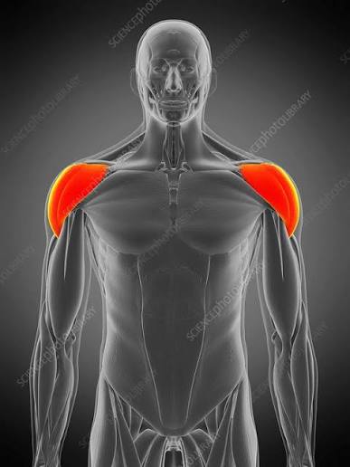 <img src="blob:null/742a8946-26cc-4594-956b-431f452bbc93"><p>What muscle is highlighted?</p>