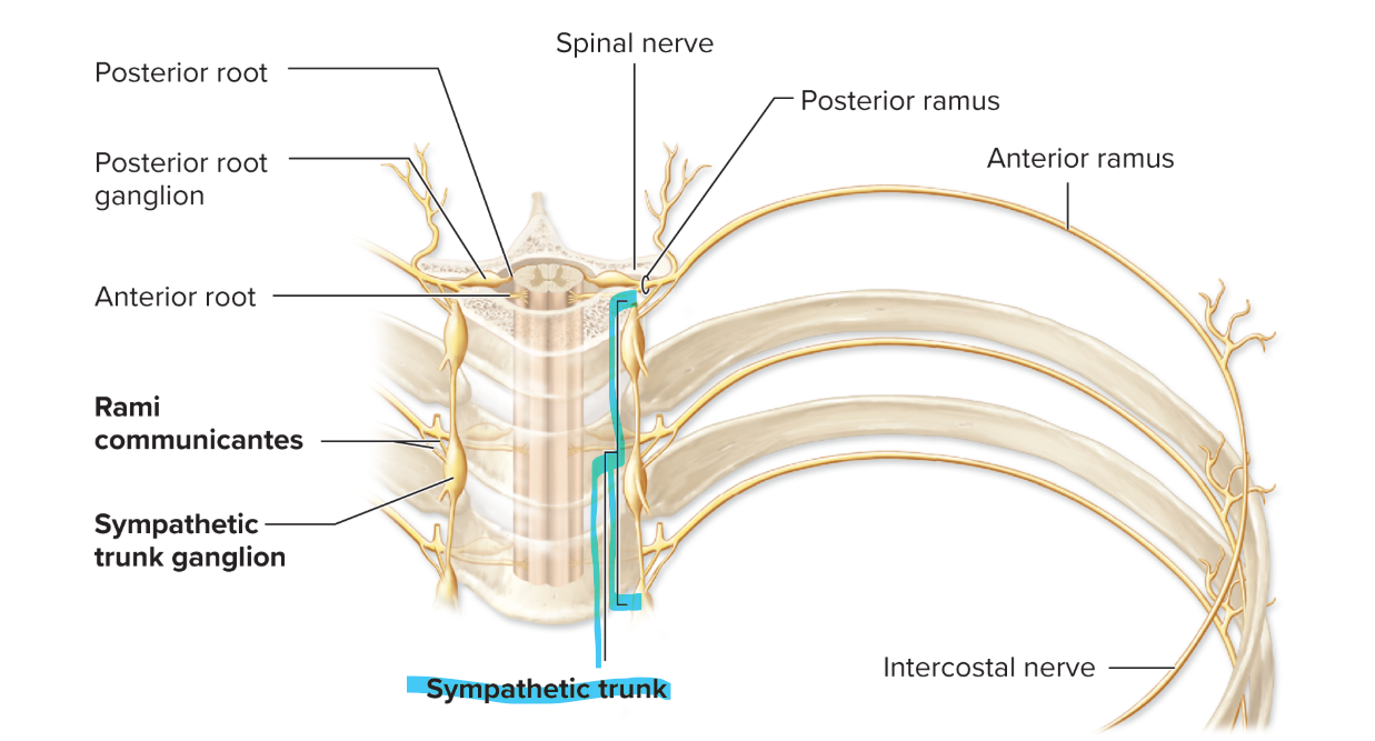 <ul><li><p>left and right trunks later of cerebral column</p></li><li><p>pearl necklace</p><ul><li><p><strong>string </strong>of <strong>axons</strong></p><p><strong>pearls </strong>of <strong>sympathetic trunk ganglia</strong> housing bodies</p></li></ul></li></ul><p></p>