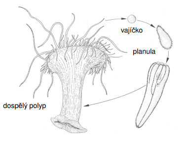 <p>1) vajíčko 2) planula 3) dospělý polyp</p>