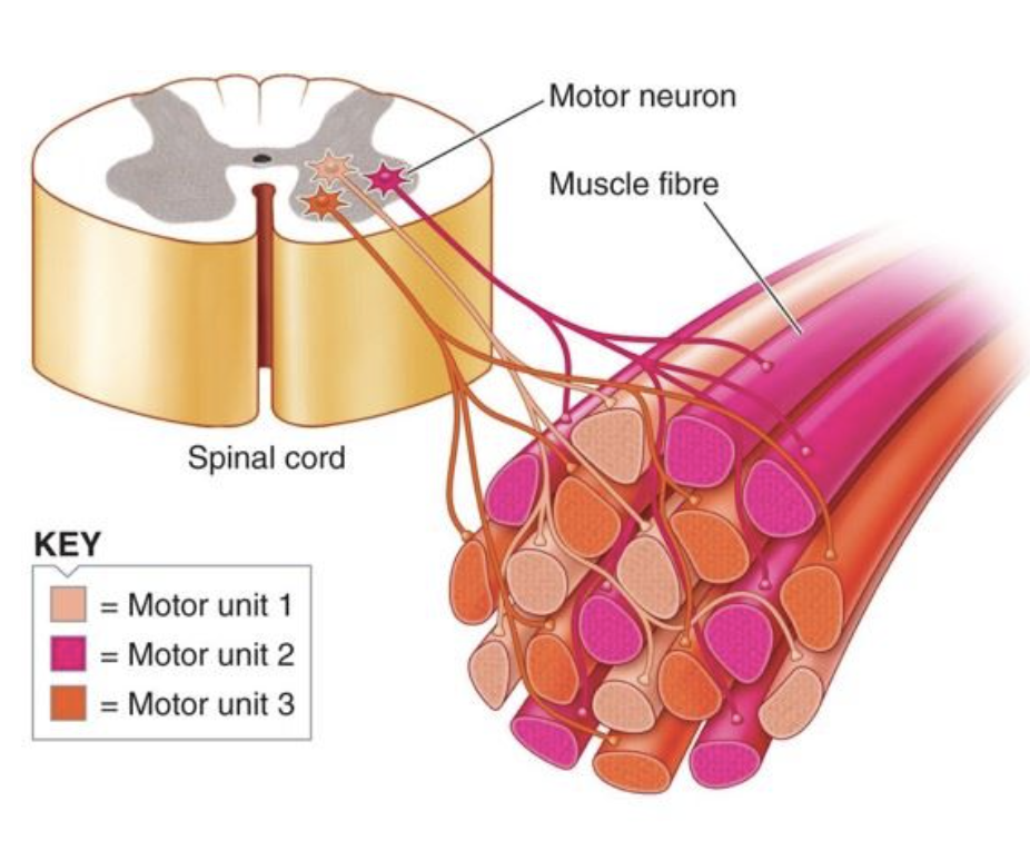 <p>a motor neuron branches out and innervates multiple muscle fibres - when that motor neuron is activated, all of its fibres contract</p>