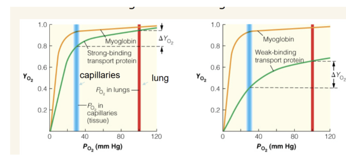 <p>explain why both of these representations of blood oxygen-transport proteins are not ideal</p>
