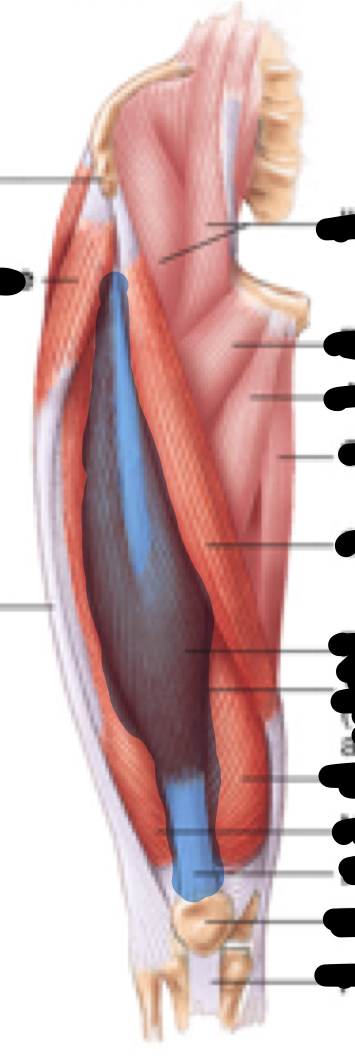 <p>Name, origin, insertion, innervation</p>