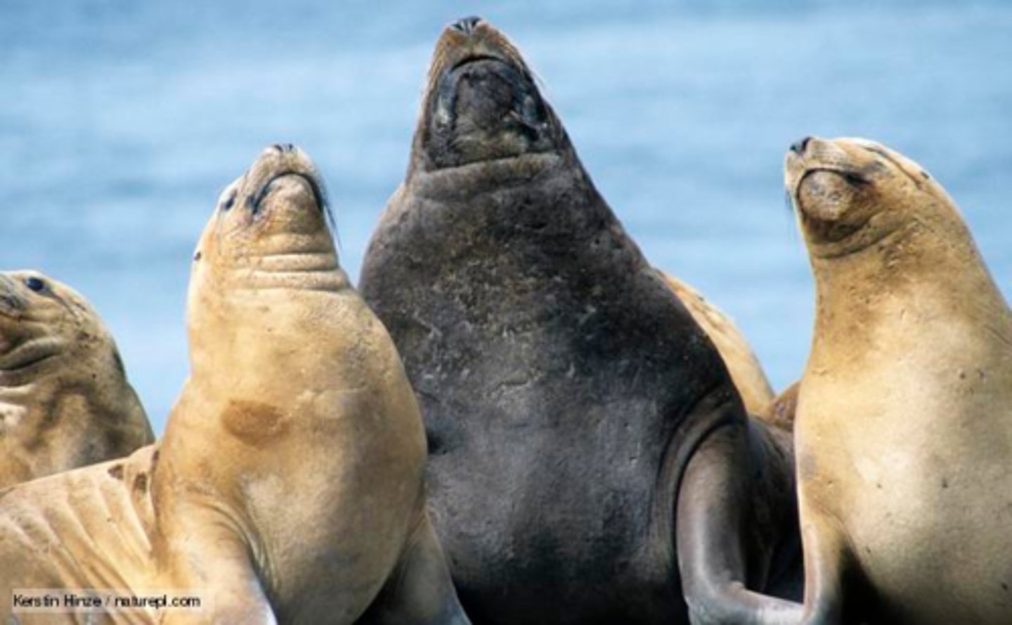 <p>One male, several females</p>