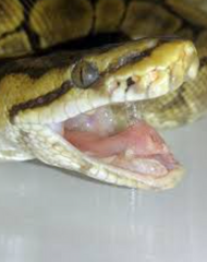 <p>What are the clinical signs of this snake suggesting?</p>