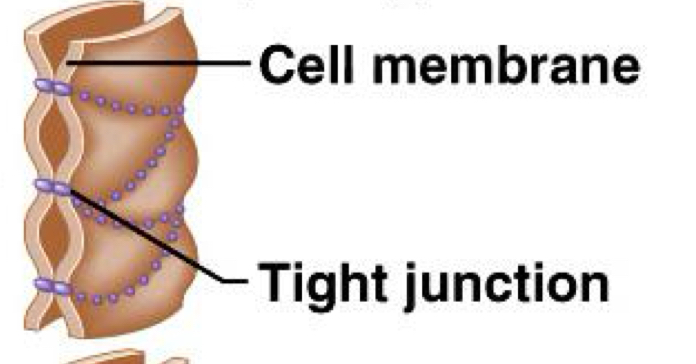 <p>Tight Junctions</p>