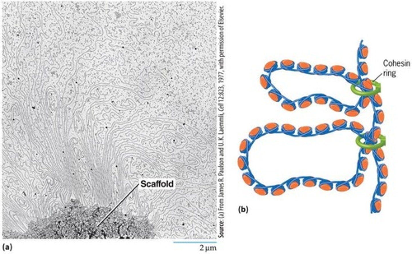 <p>They prevent the progressive loss of genetic material during cell division, protect chromosome ends from degradation, and maintain genome stability.</p>