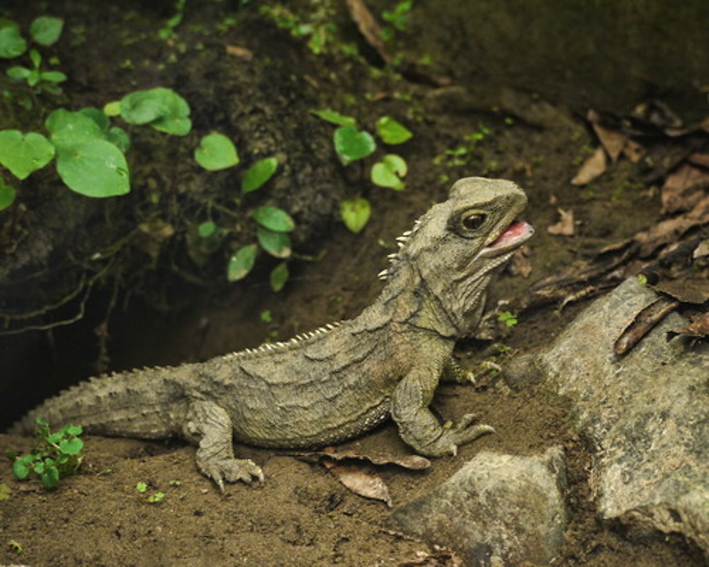 <p>- Tuatara</p>