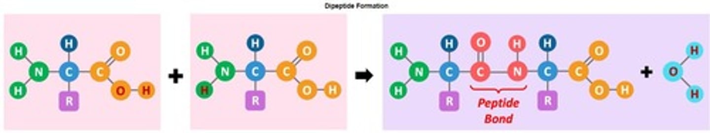<p>Covalent bond between amino acids in proteins.</p>