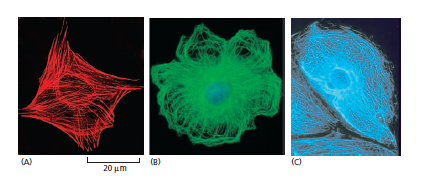 a) actin filament
b) microtubules
c) intermediate filaments
