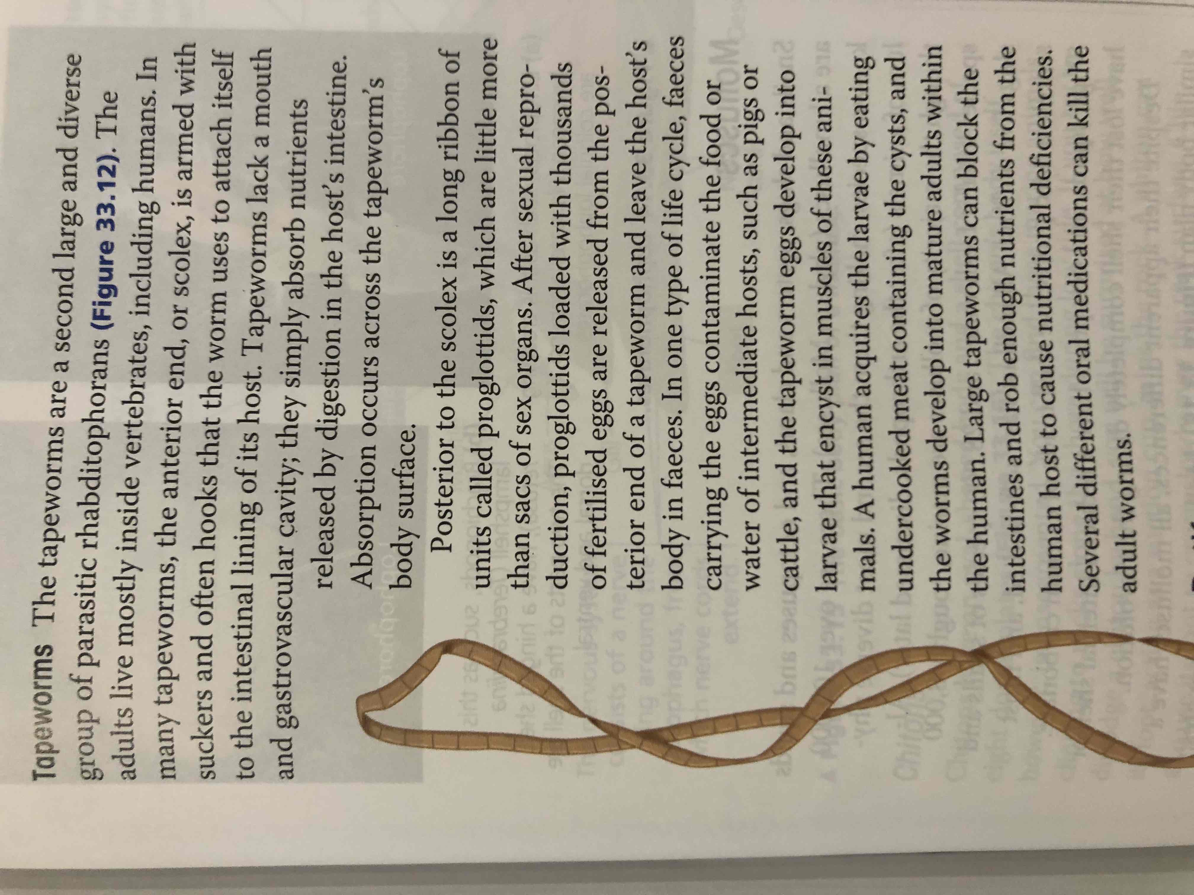 <p>Tapeworms are parasites of the small intestine of vertebrates. They have a tape like body with no mouth, digestive tract or anus. They absorb nutrients across their body surface. The neck region of the tapeworm is the site of reproductive processes. They produce copious amounts of offspring by replicating. Tapeworms can also reproduce sexually with other tapeworms, or with themselves. </p>