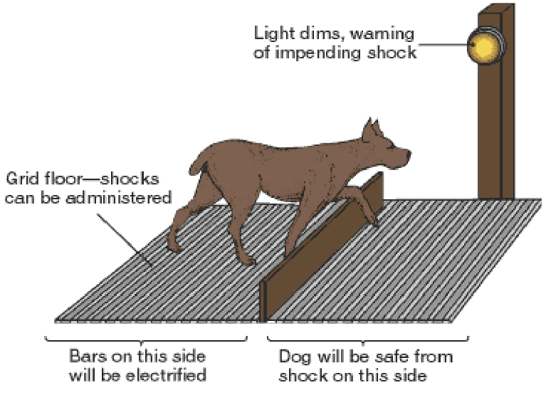 <p><strong>Initial Experience:</strong> The dog is placed in the shock area initially. When the lightbulb dims, the area on the left is electrified, and the dog receives an electric shock (aversive stimulus).</p><p><strong>Operant Conditioning:</strong> After the lightbulb dimming, the dog's behavior of staying in the safe area is reinforced negatively by the removal of the aversive stimulus (electric shock)(event removed when the dog moves out). This negative reinforcement strengthens the behavior of staying in a safe area(response)(increased by negative reinforcement).</p><p>The dog has learned to avoid the shock by jumping over to a safe area when the lightbulb starts dimming, demonstrating avoidance learning.</p>