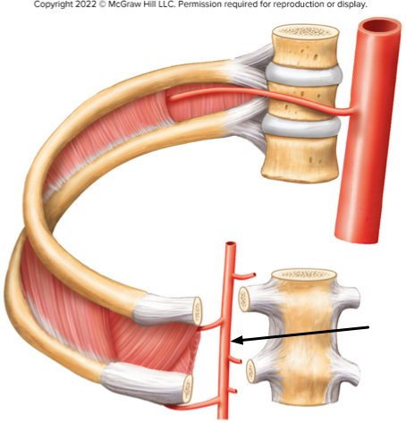 <p><span>In the figure of the thoracic wall, what artery is the arrow indicating?</span></p>