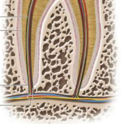 <p>Root canal</p>