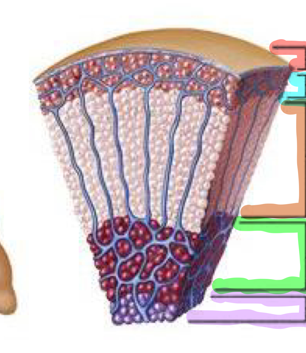 Identify the following areas/structures in the image of a microscopic section of the adrenal gland.


1. Red section
2. Blue section
3. Orange section
4. Green section
5. Purple section
