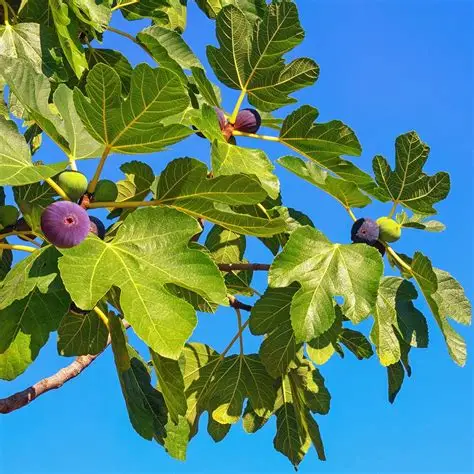 <p>Ficus Carica</p>