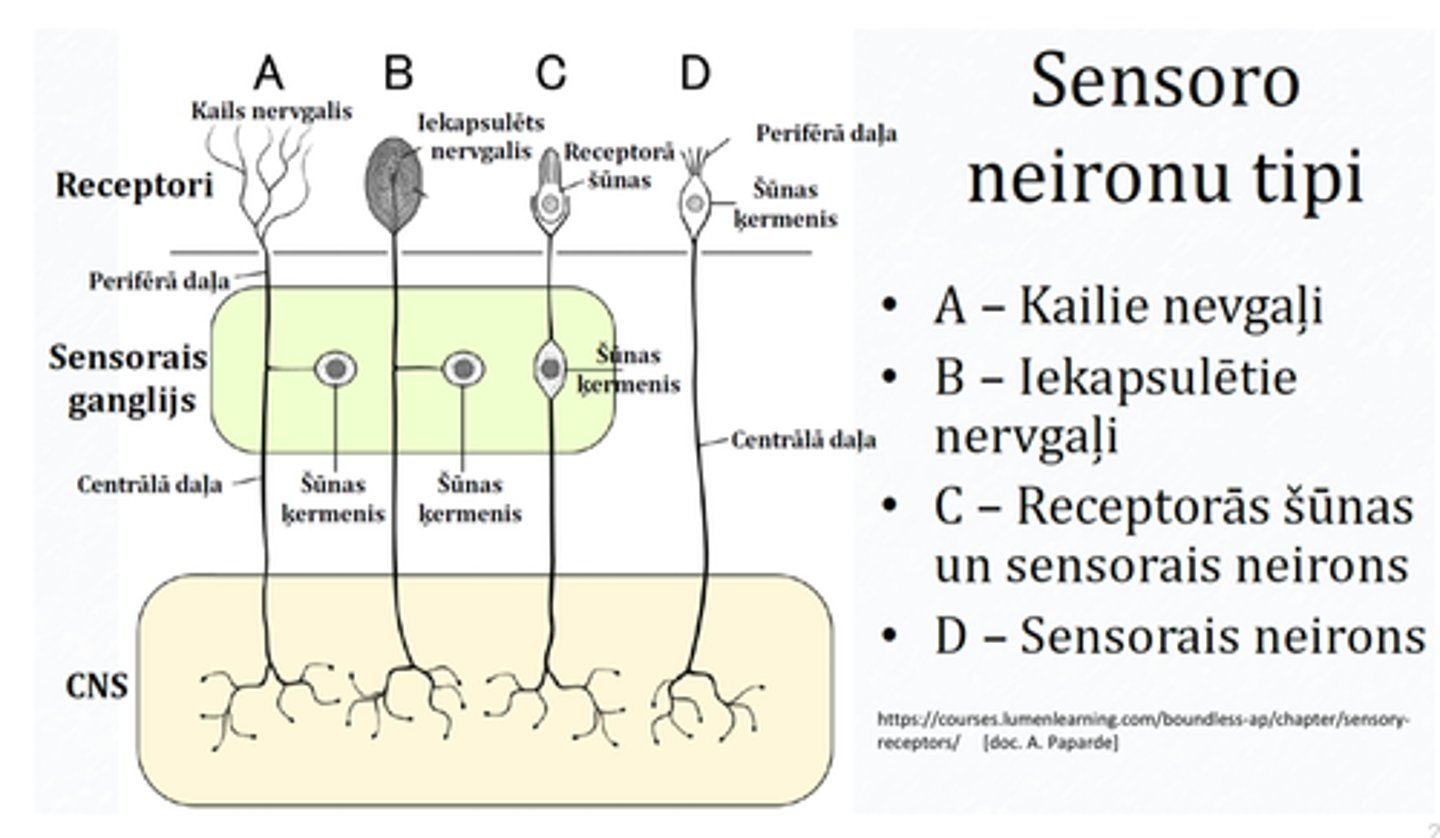 <p>1. brīvie nervgaļi</p><p>2. iekapsulētie</p><p>3. modificētas nervu šūnas vai neiroepiteliālās šūnas</p><p>4. modificētas epitēlijšūnas</p>